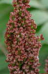 Smooth sumac